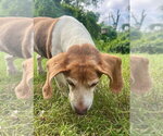 Small #7 Beagle