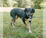 Small #3 Greater Swiss Mountain Dog-Labrador Retriever Mix