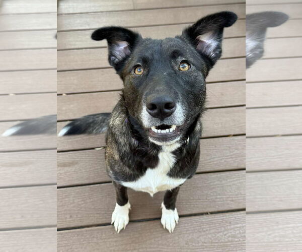 Medium Photo #4 Retriever -Unknown Mix Puppy For Sale in Newfoundland, PA, USA