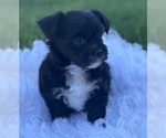 Small #9 Morkie