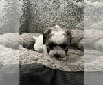 Small Photo #43 Zuchon Puppy For Sale in RENO, NV, USA