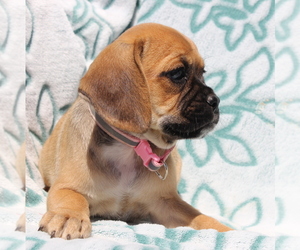 Puggle Puppy for sale in CHARLOTT HALL, MD, USA