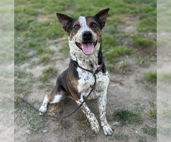 Medium Photo #1 Mutt Puppy For Sale in Modesto, CA, USA