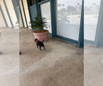 Small Photo #8 Boston Huahua Puppy For Sale in Sanford, FL, USA