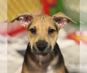 Mutt Dogs for adoption in Washington, DC, USA