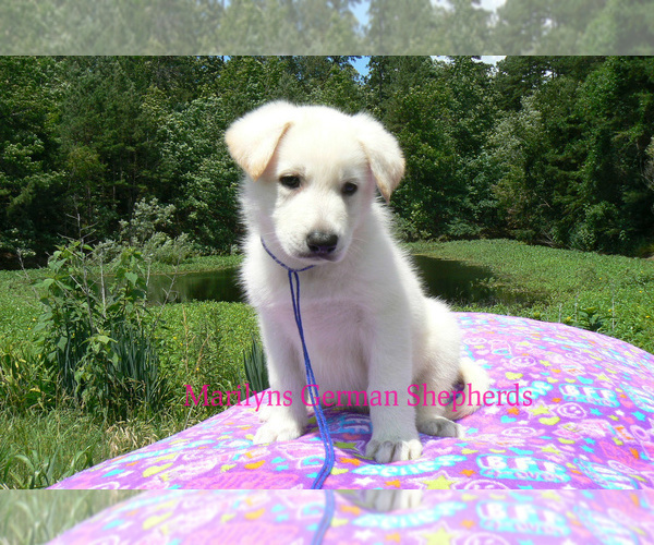 Medium Photo #4 German Shepherd Dog Puppy For Sale in PIEDMONT, MO, USA