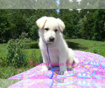 Small #3 German Shepherd Dog