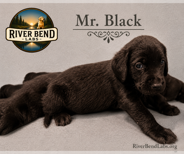 Medium Photo #1 Labrador Retriever Puppy For Sale in WHITNEY, TX, USA