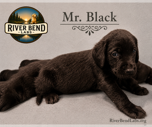 Medium Labrador Retriever