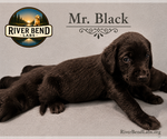 Puppy Mr Black Labrador Retriever