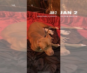 Mother of the American Bully puppies born on 01/02/2023