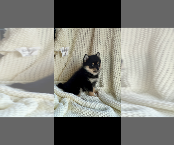 Medium Photo #1 Pomsky Puppy For Sale in NILES, MI, USA