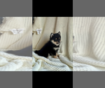 Image preview for Ad Listing. Nickname: Tiny Paul