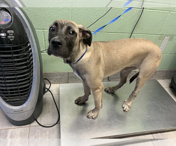 Medium Photo #1 Mastiff-Unknown Mix Puppy For Sale in Grand Prairie, TX, USA