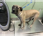 Small Mastiff Mix