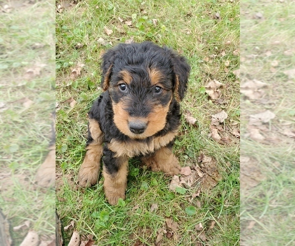 Medium Photo #7 Airedale Terrier Puppy For Sale in CAMBRIDGE, OH, USA