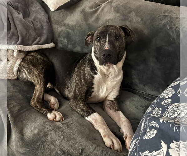 Medium Photo #1 American Pit Bull Terrier-Unknown Mix Puppy For Sale in Germantown, OH, USA