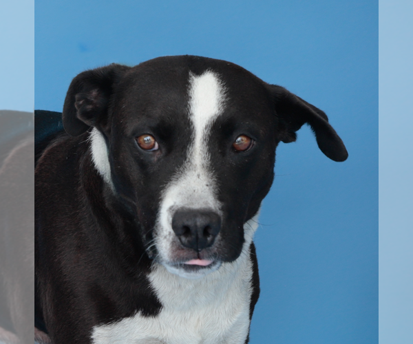 Medium Photo #1 Mutt Puppy For Sale in Pasadena, CA, USA