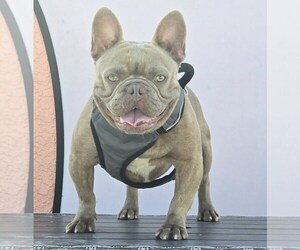 French Bulldog Puppy for sale in NORTH PORT, FL, USA