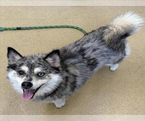 Pomsky Dogs for adoption in Derwood, MD, USA