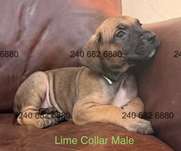 Medium Photo #2 Cane Corso Puppy For Sale in LA PLATA, MD, USA