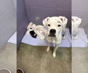 Boxer Dogs for adoption in Dumont, NJ, USA
