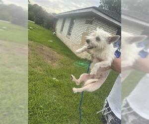 Cairn Terrier Dogs for adoption in Houston, TX, USA