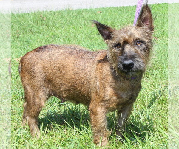 Medium Photo #1 Mutt Puppy For Sale in Prattville, AL, USA