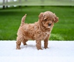 Small #2 Goldendoodle (Miniature)