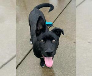 Mutt Dogs for adoption in Sacramento, CA, USA