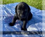 Small Photo #3 Labrador Retriever Puppy For Sale in MURRAY, IA, USA
