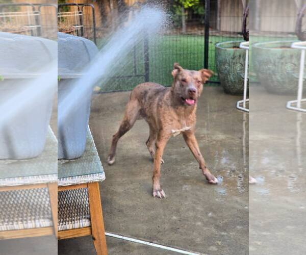 Medium Photo #3 Catahoula Leopard Dog-Unknown Mix Puppy For Sale in Visalia, CA, USA