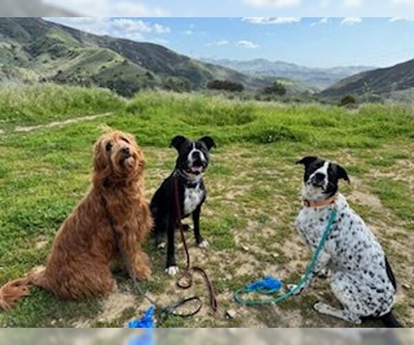 Medium Photo #9 American Staffordshire Terrier-Boxer Mix Puppy For Sale in San Juan Capistrano, CA, USA