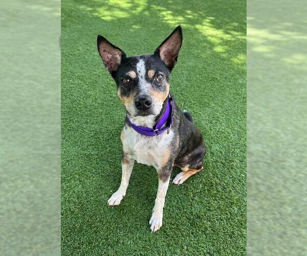 Medium Photo #1 Mutt Puppy For Sale in Naples, FL, USA