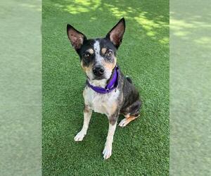 Mutt Dogs for adoption in Naples, FL, USA