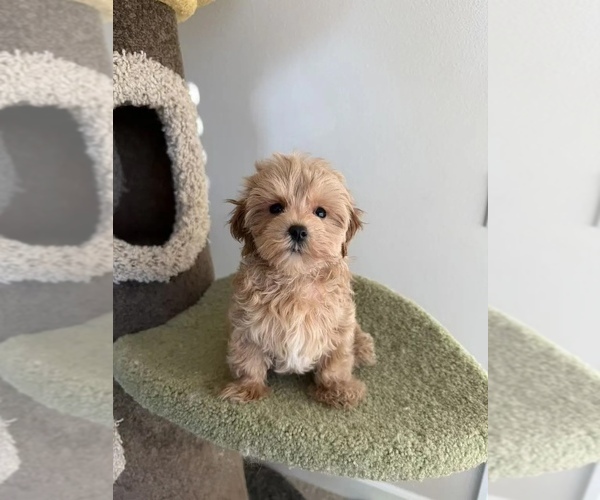 Medium Photo #1 Maltipoo (Miniature) Puppy For Sale in CLARKRANGE, TN, USA