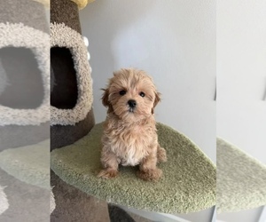 Maltipoo (Miniature) Puppy for sale in CLARKRANGE, TN, USA