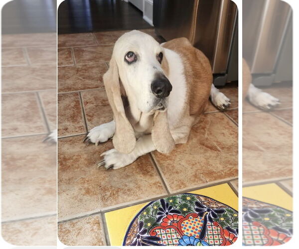 Medium Photo #1 Basset Hound Puppy For Sale in Carrollton, TX, USA