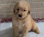 Puppy Iris Golden Retriever