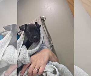Black Mouth Cur-Unknown Mix Dogs for adoption in New London, WI, USA