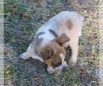 Small Photo #27 Australian Cattle Dog Puppy For Sale in SYLMAR, CA, USA