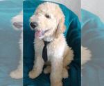 Small Photo #4 Sheepadoodle Puppy For Sale in RIALTO, CA, USA
