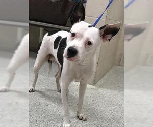 American Staffordshire Terrier Dogs for adoption in Conroe, TX, USA