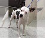 Small American Staffordshire Terrier