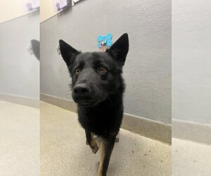 German Shepherd Dog-Unknown Mix Dogs for adoption in Las Vegas, NV, USA