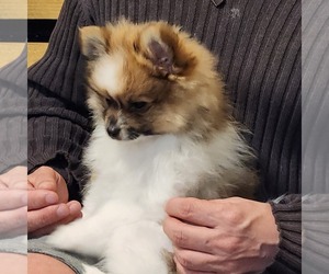 Pomeranian Puppy for sale in CORPUS CHRISTI, TX, USA