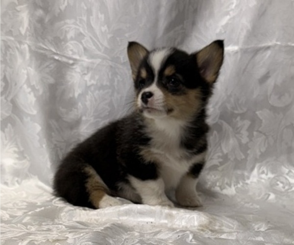 Medium Photo #3 Pembroke Welsh Corgi Puppy For Sale in STANLEY, WI, USA