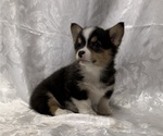 Small #2 Pembroke Welsh Corgi