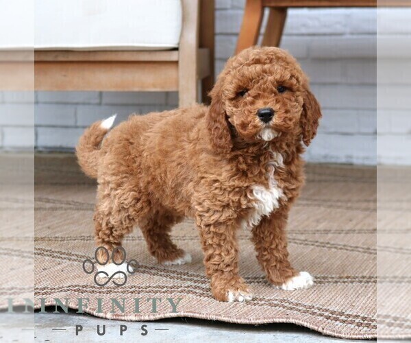 Medium Photo #3 Goldendoodle (Miniature) Puppy For Sale in NARVON, PA, USA