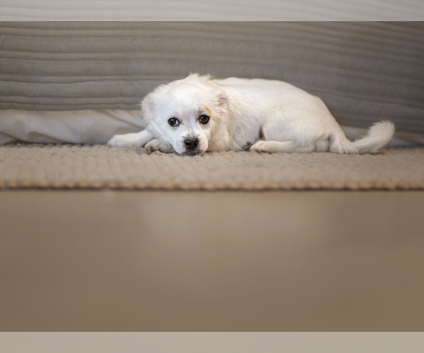 Medium Photo #1 Jack Russell Terrier-Unknown Mix Puppy For Sale in Marina Del Rey, CA, USA